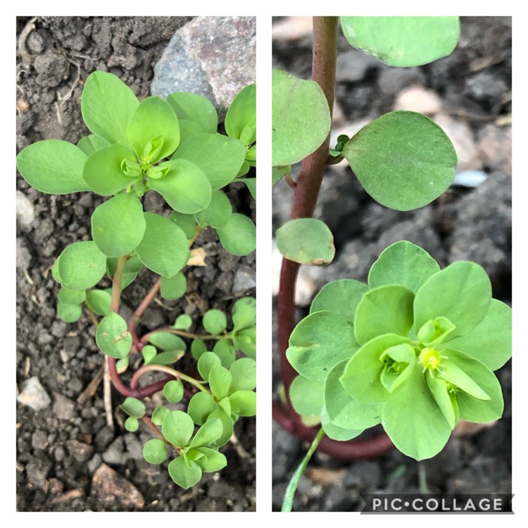 plant image 1325775