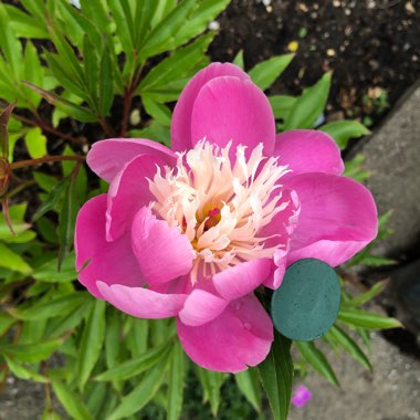 Paeonia lactiflora 'Bowl of Beauty'