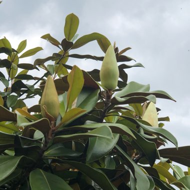 Magnolia grandiflora