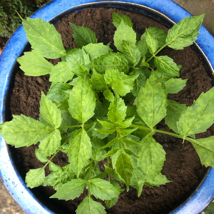 plant image 1330229 plant image 1330229
