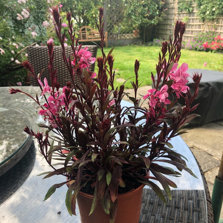 plant image 1331206
