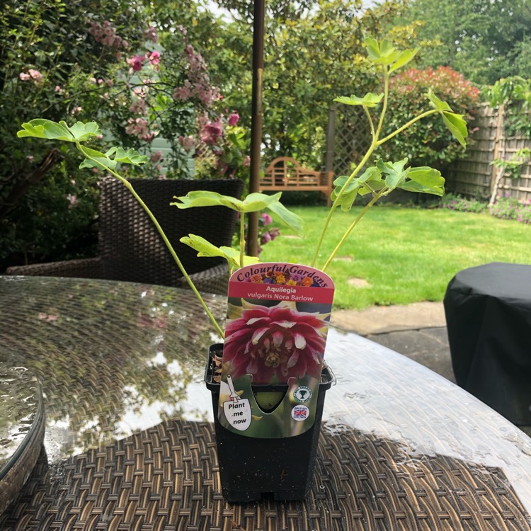 plant image 1333184