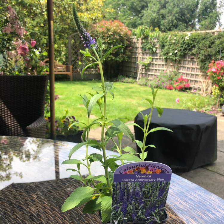 plant image 1333195