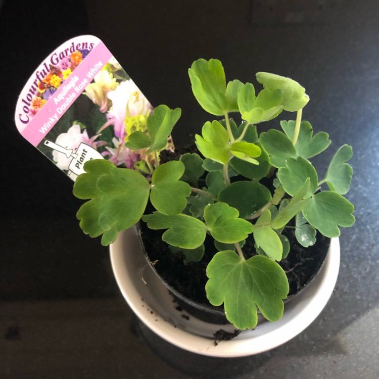 Plant image Aquilegia vulgaris 'Winky White'
