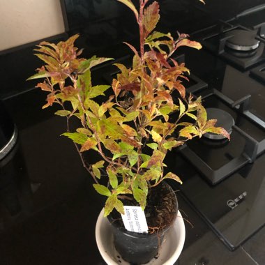 Spiraea japonica 'Anthony Waterer'