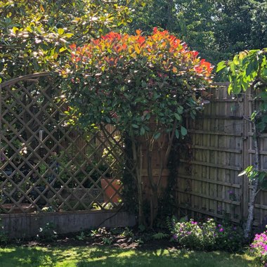 Photinia x fraseri 'Red Robin'