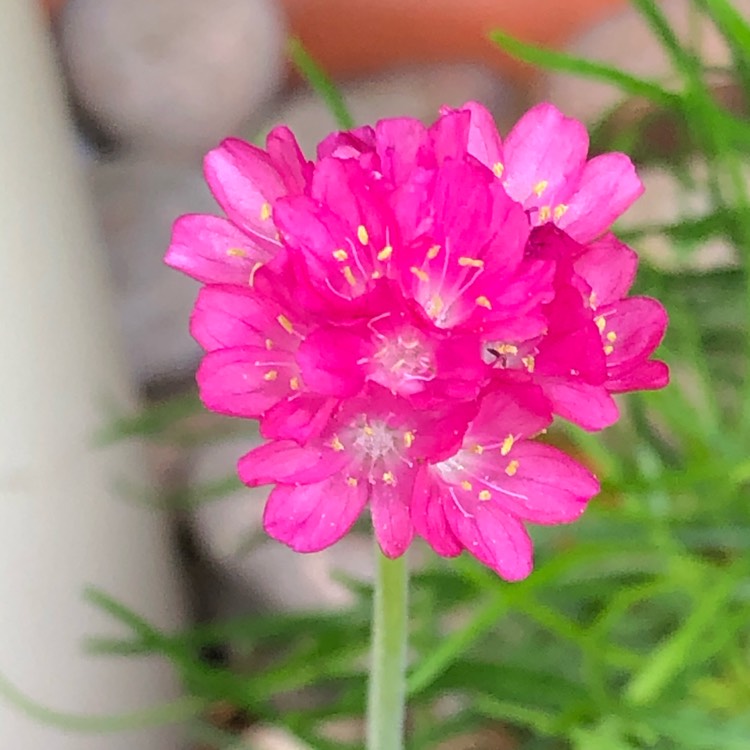 plant image 1336849