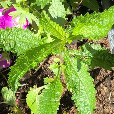 Verbena bonariensis