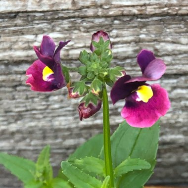 Nemesia 'Berries And Cream'