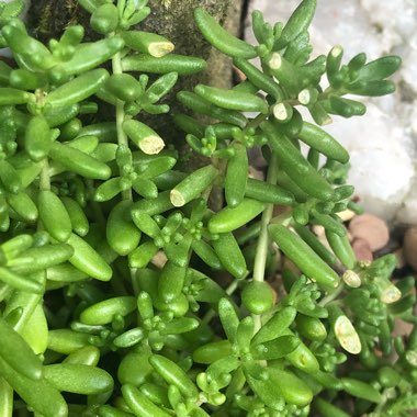 Sedum album 'Green Ice'