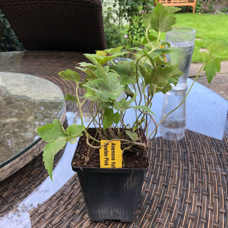 plant image 1357208