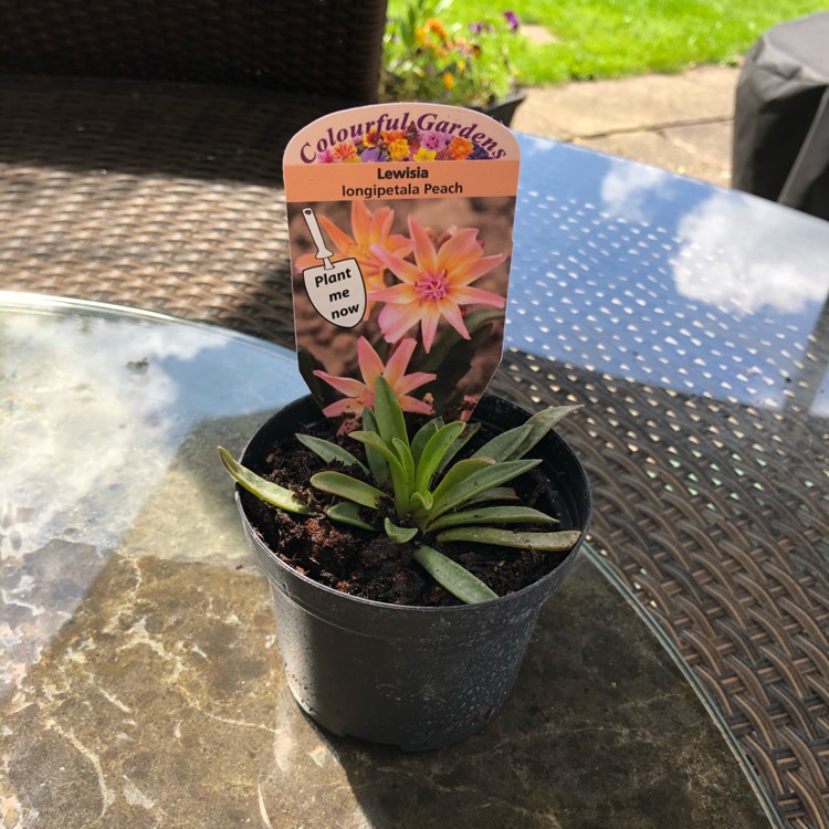 plant image 1357255