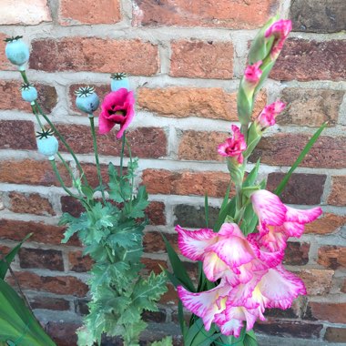 Gladiolus 'Priscilla'