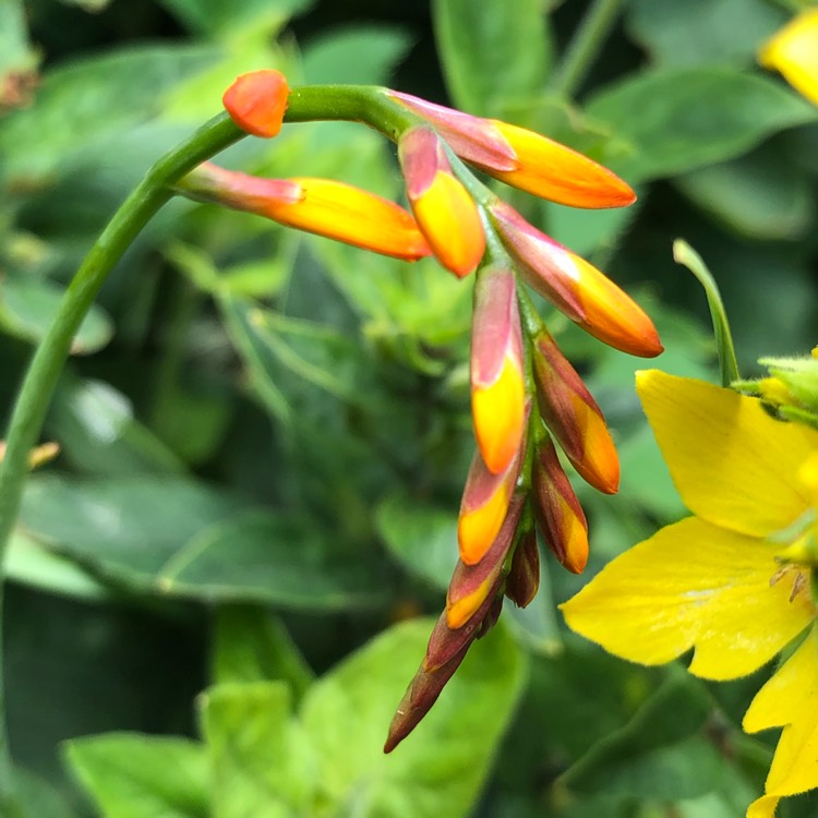 plant image 1357462