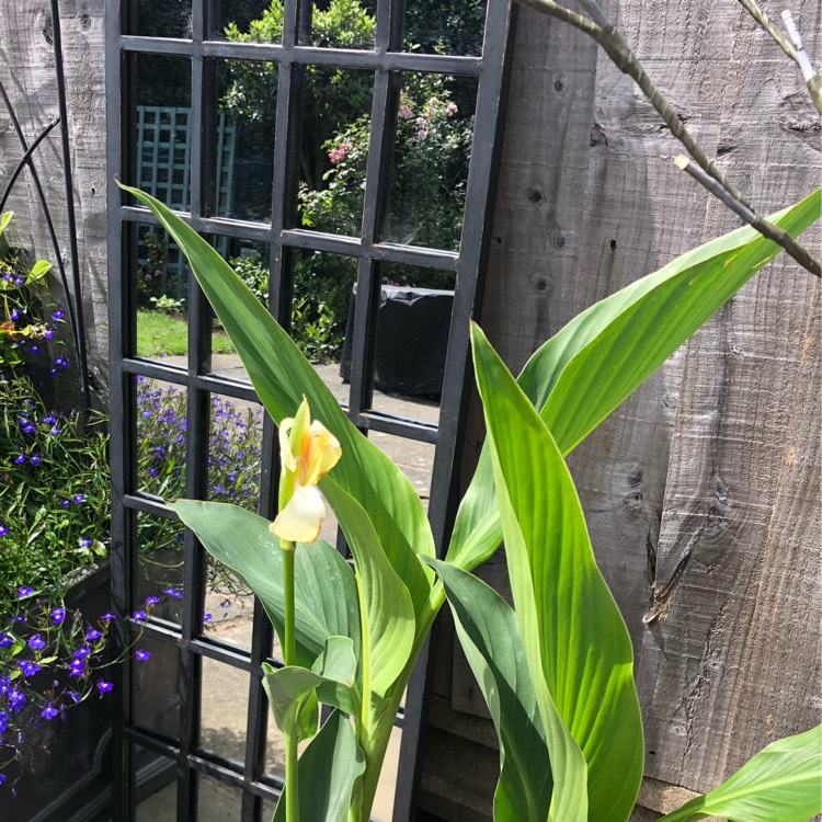 Plant image Canna 'Cannova Yellow' (Cannova Series)