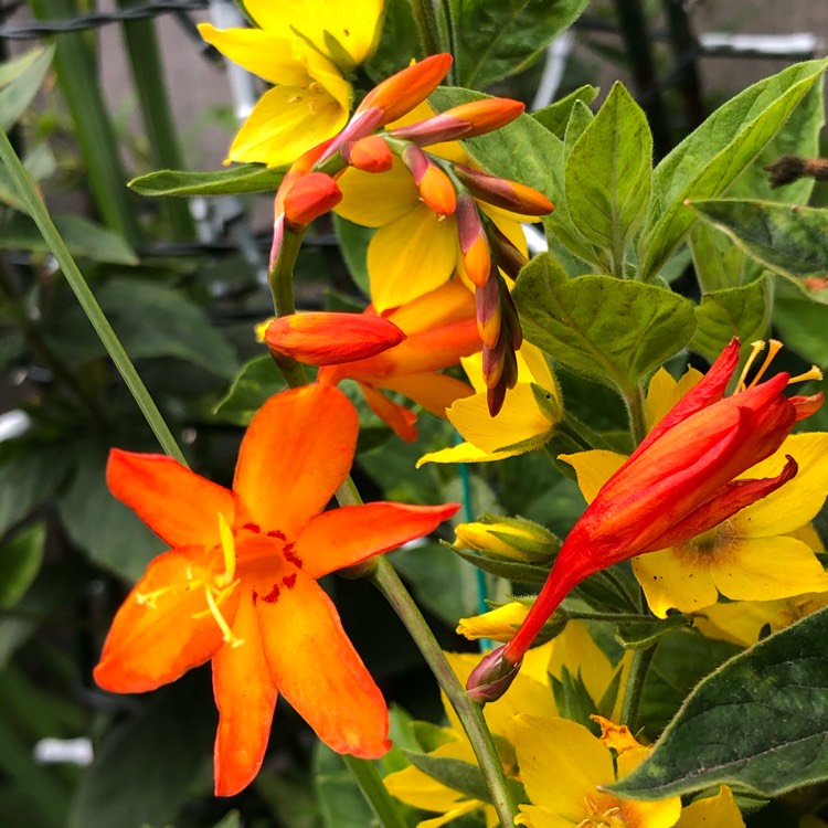 plant image 1363344
