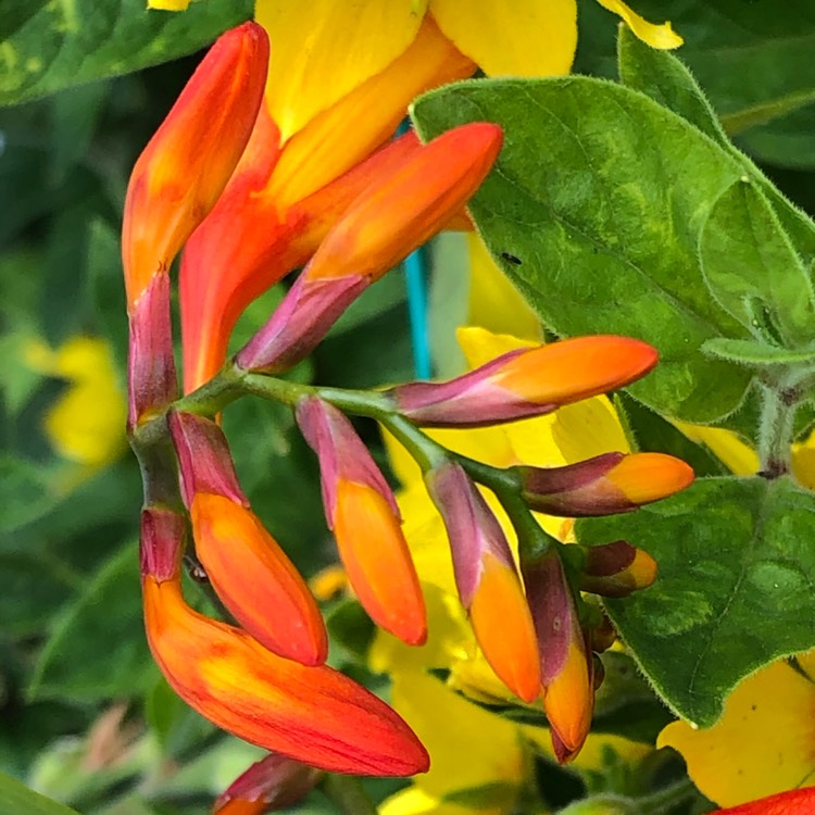 plant image 1363346