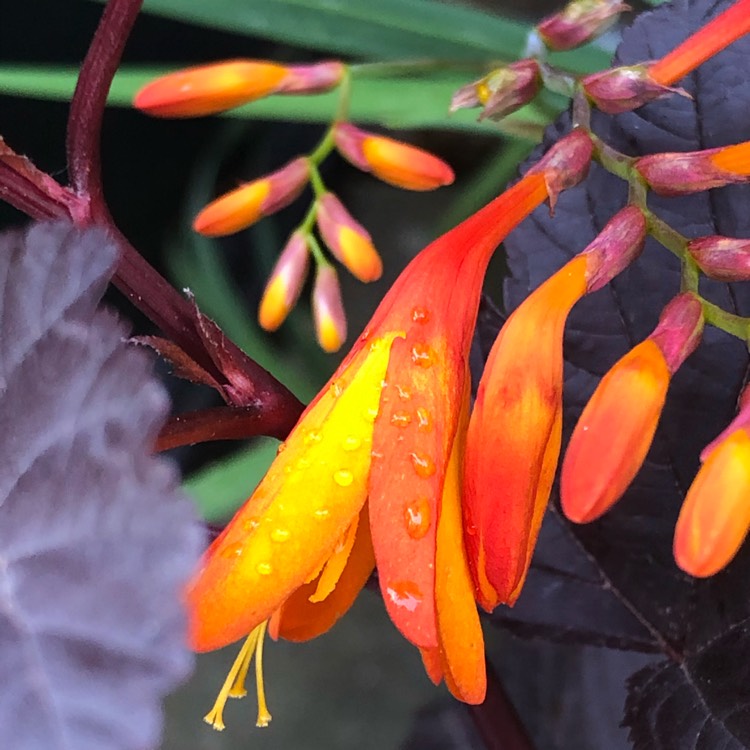 plant image 1370348