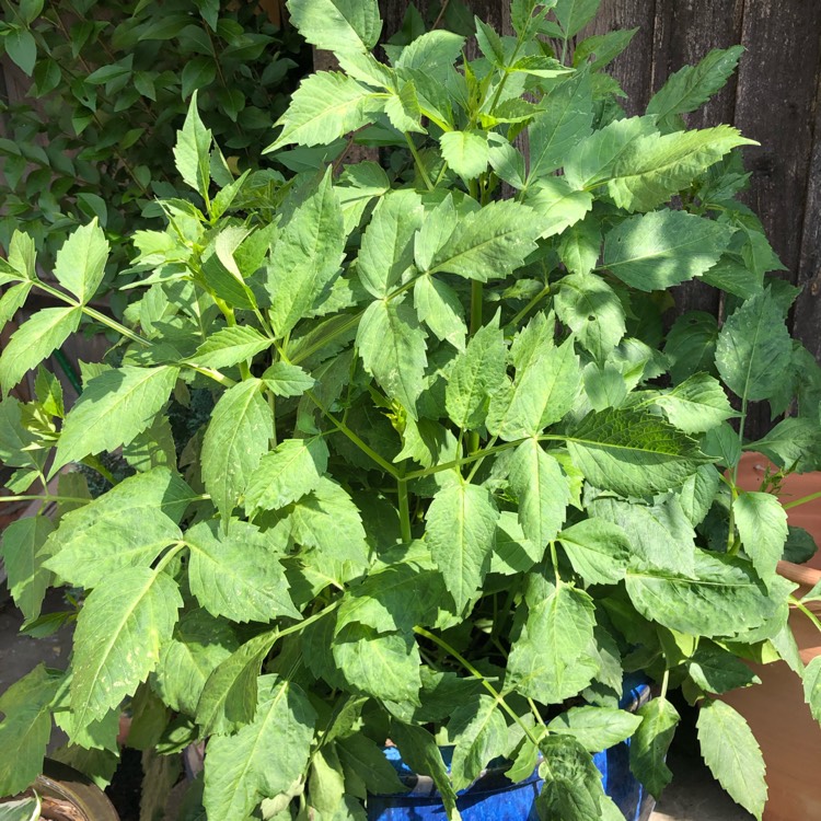 plant image 1371478 plant image 1371478