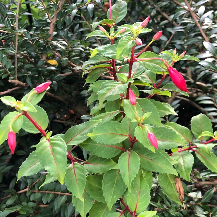 plant image 1372821 plant image 1372821