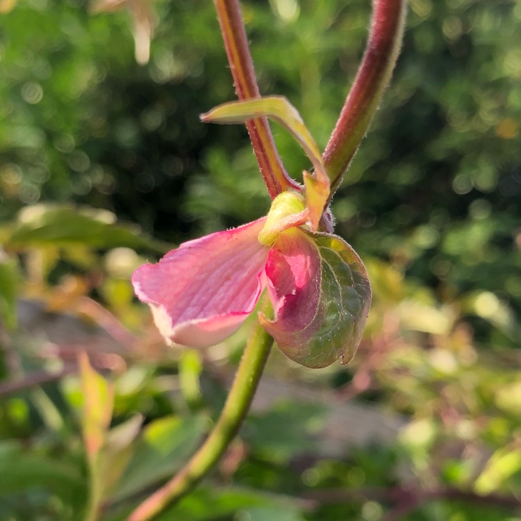 Plant image Clematis Montana 'Elizabeth'