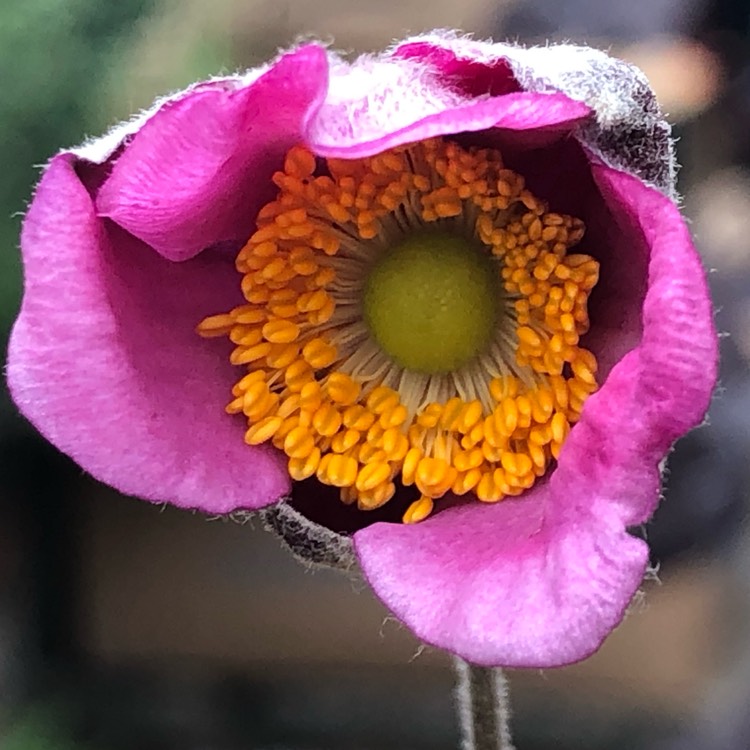 plant image 1375586