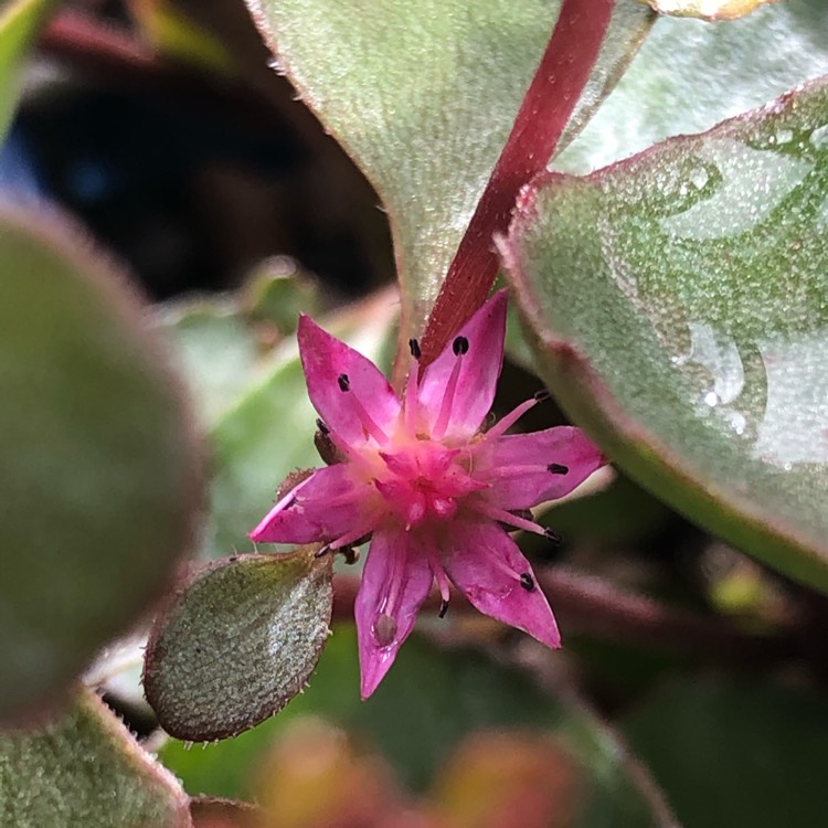 plant image 1379681 plant image 1379681