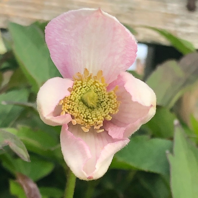 plant image 1380163 plant image 1380163