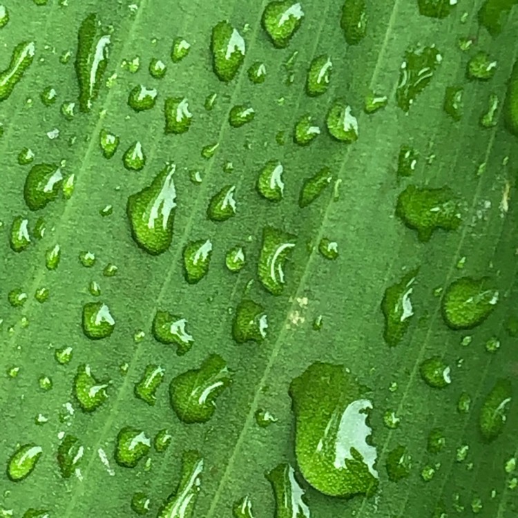 plant image 1385546 plant image 1385546