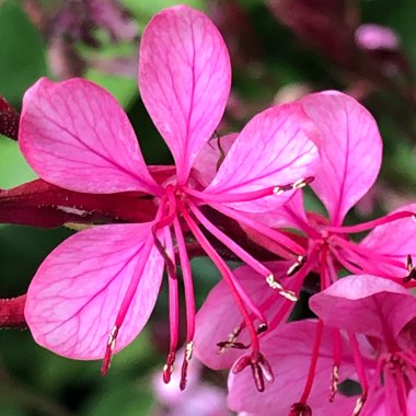Oenothera lindheimeri  syn. Gaura lindheimeri