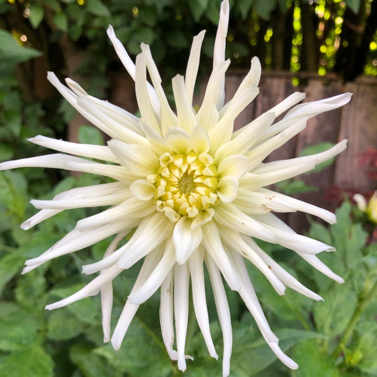 plant image 1386023 plant image 1386023