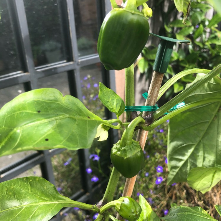 plant image 1386554