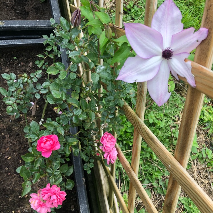 plant image 1390784 plant image 1390784