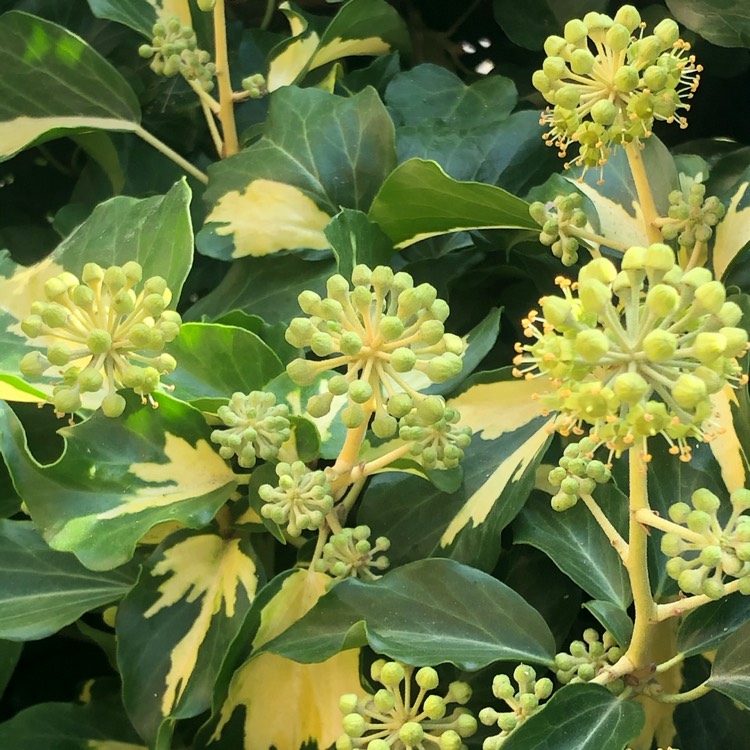 plant image 1392127