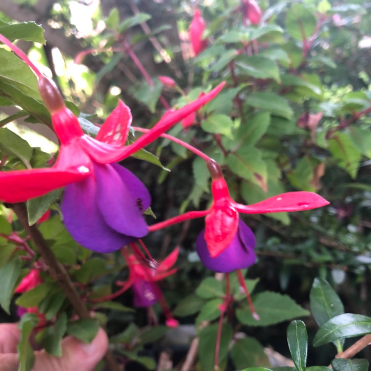 plant image 1392202 plant image 1392202
