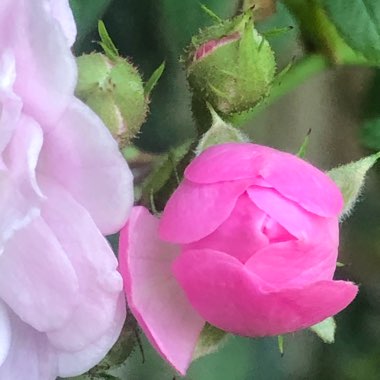 Rosa 'Chewramb' syn. Rosa 'Little Rambler'
