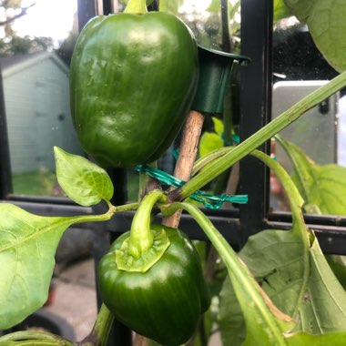Capsicum annuum