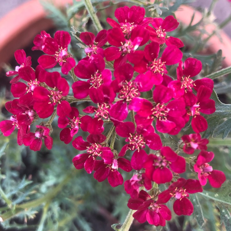 plant image 1394307