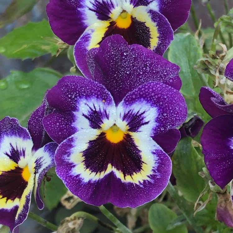 plant image 1394363