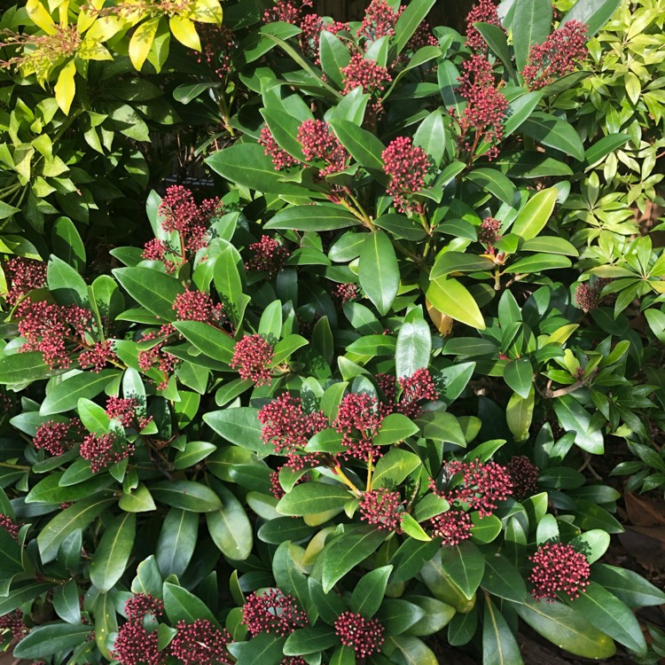 plant image 1397922