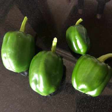 Capsicum annuum