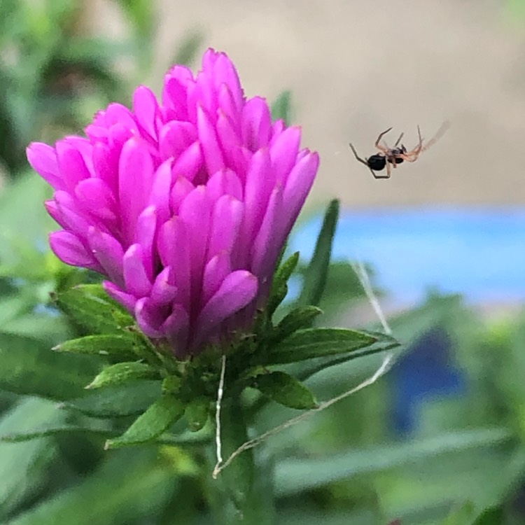 plant image 1399038