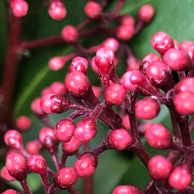 plant image 1406670