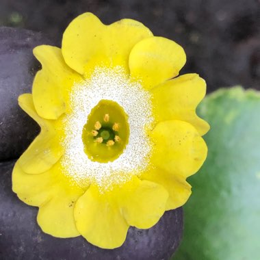 Primula auricula