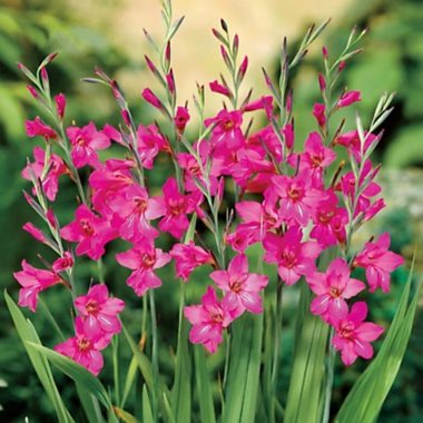 Gladiolus communis subsp. byzantinus