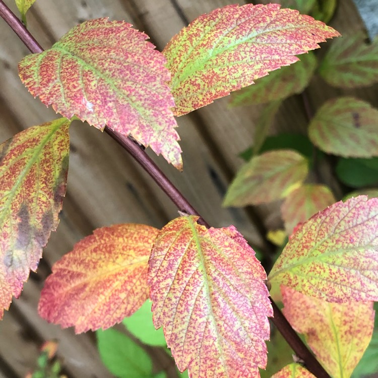 plant image 1409237 plant image 1409237