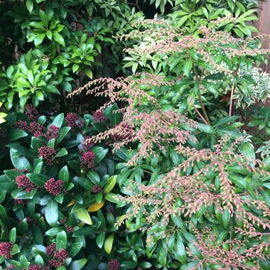 Pieris japonica 'Mountain Fire'