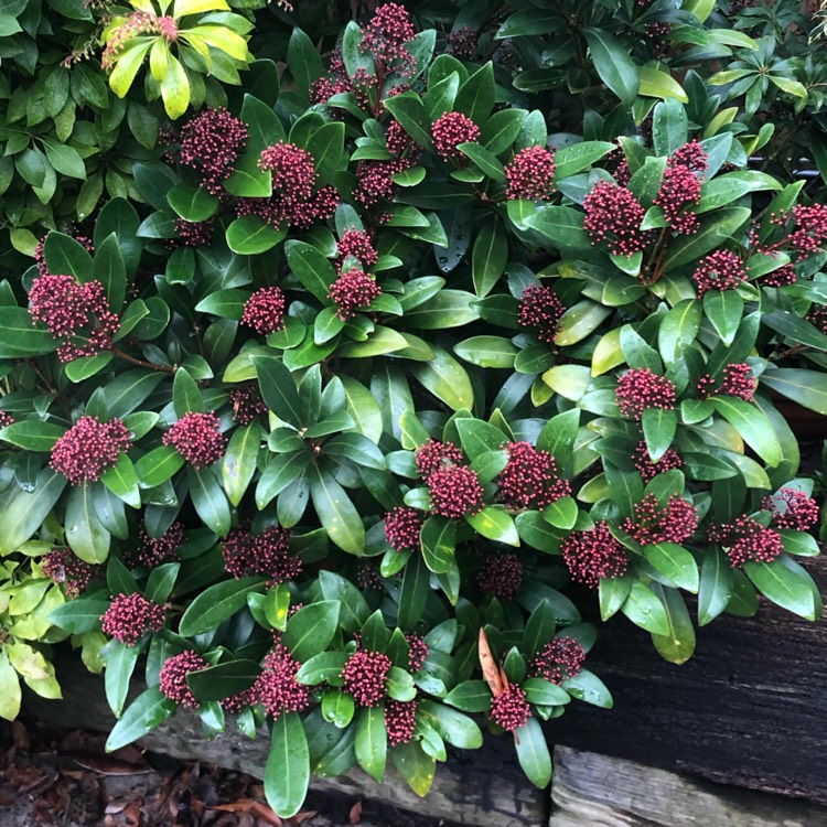 plant image 1429751