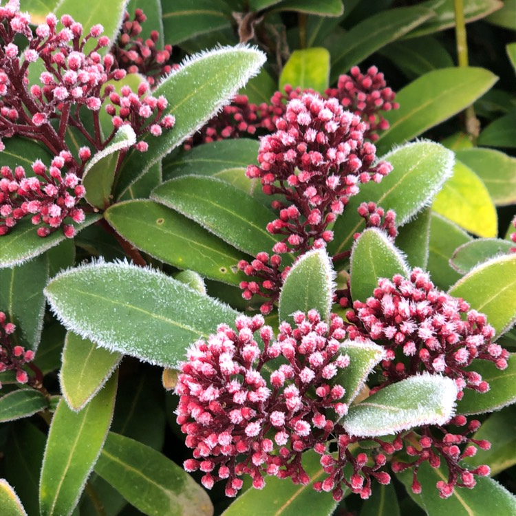 Plant image Skimmia japonica 'Rubella'