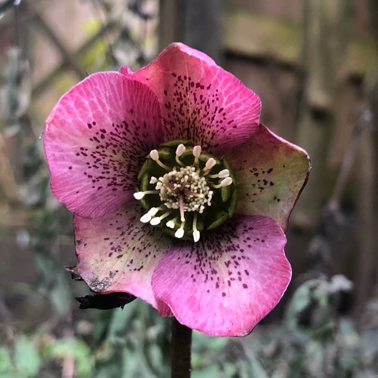 Plant image Helleborus x hybridus